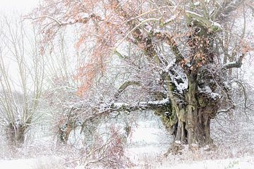 Winterbetovering bij de oude Schäferlinde van Jürgen Schmittdiel Photography