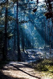 Verträumter Wald von iris bosma