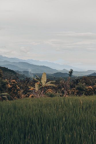 Authentiek tropisch uitzicht in Bali, Indonesië