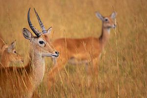 Stille und Bewegung - Uganda-Kob in der Morgensonne