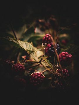 wild fruit by snippephotography