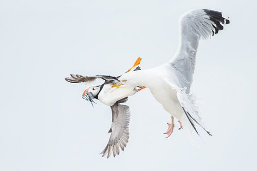 Papageientaucher wird im Flug von der Heringsmöwe gefangen.