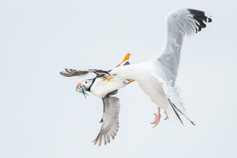 Papageientaucher wird im Flug von der Heringsmöwe gefangen. von Jeroen Stel