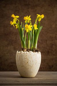 Gele narcissen in een pot van Lorena Cirstea