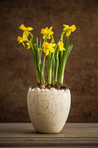 Gele narcissen in een pot
