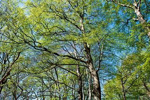 Waldspaziergang
