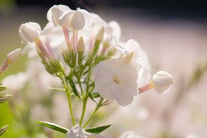 weiße Phlox