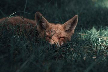 Orange fox sleeps in the grass
