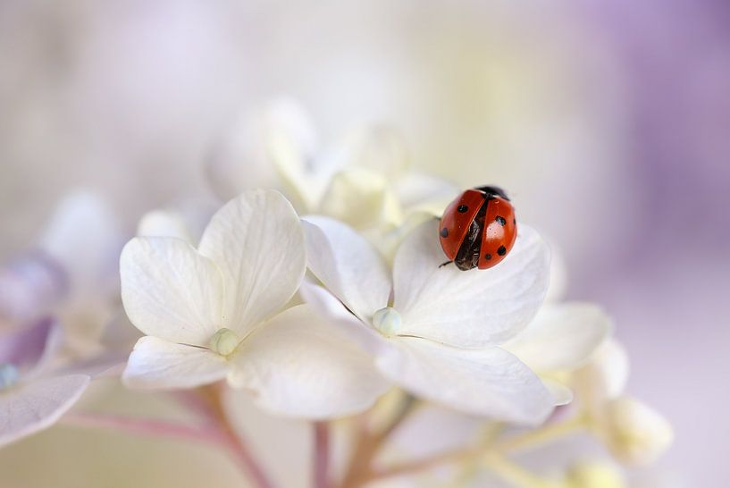 Sunbathing by Ellen van Deelen