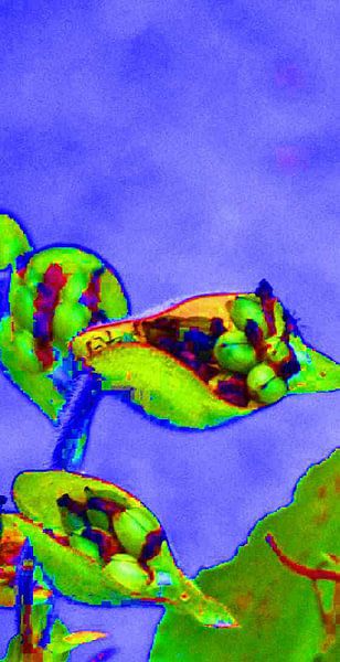 hartbloem par ton langbroek