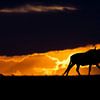 Wildebeest bij zonsondergang van Claudia van Zanten
