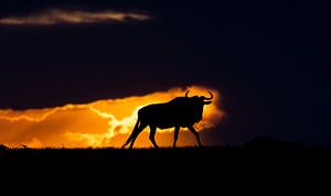 Gnu bei Sonnenuntergang