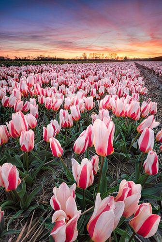 bollenvelden bij zonsondergang.