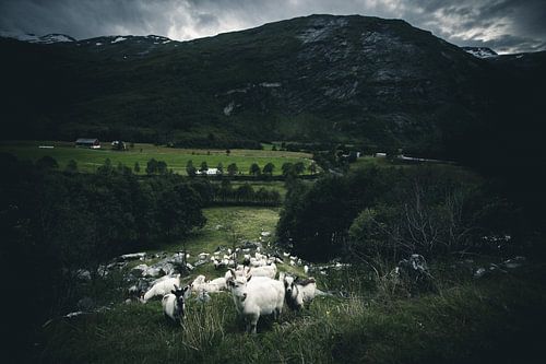 Norwegian goats