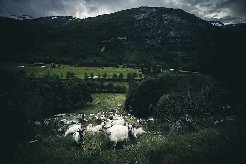 Norwegian goats van Jip van Bodegom