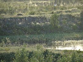 Mooie mugjes bij de Waal by addy de meij