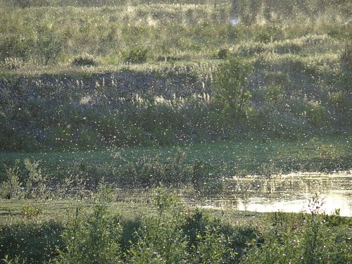 Mooie mugjes bij de Waal