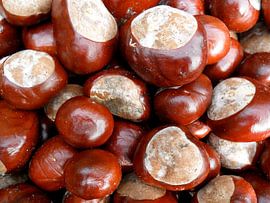 Kastanjes sur ku nst