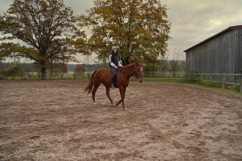 Training met de bruine Oldenburgermerrie op een rijbak