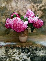 Hydrangea on stone