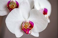 Orchidee