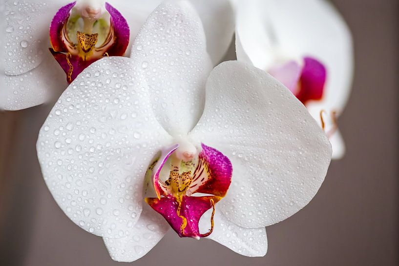 Orchidee by Karel Warburg