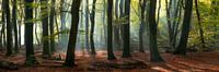 Magie im Speulderwald - Panorama #2 von Edwin Mooijaart Miniaturansicht