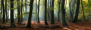 Magie in het Speulderbos - Panorama #2