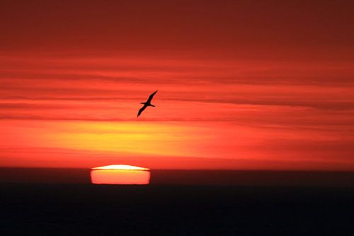 Jan-van-genten Helgoland Eiland Duitsland