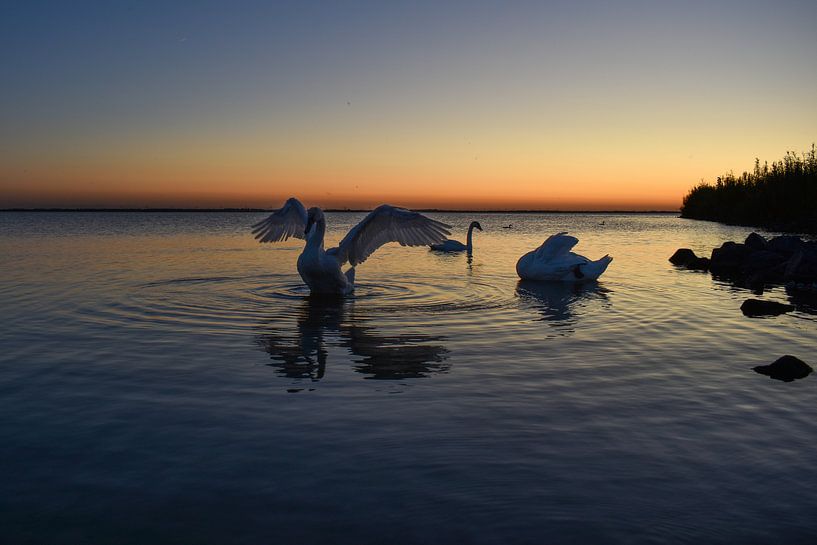 swans at sunset in Harderwijk by Aldo Sanso