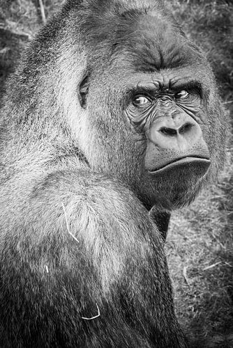 Bokito, the escaping male gorilla Blijdorp Zoo Rotterdam