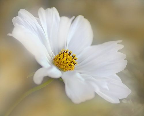 Liebe mich bevor der Tag endet