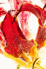 Gloriosa in ice 2 by Marc Heiligenstein