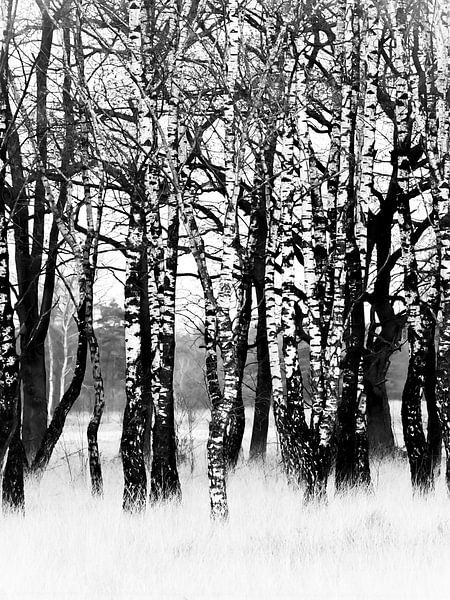 Landscape with trees by Bianca  Hinnen