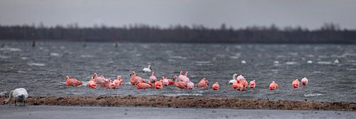 Tropische verrassing 