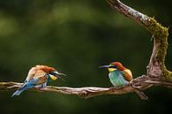 Bijeneters vogel koppeltje van Erwin Stevens thumbnail