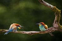 Bijeneters vogel koppeltje
