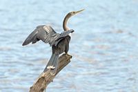 Amerikaanse blauwe reiger op een tak in het water