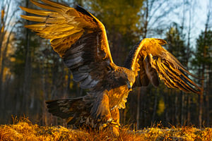 Steinadler (Aquila chrysaetos), Steinadler, Schweden.
