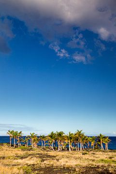 Palmbomen in Hawaï van Dirk Rüter