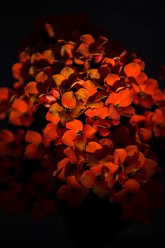 Blumen aus der Umgebung