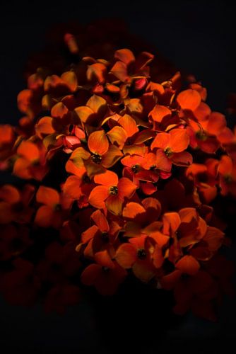 Bloemen van dichtbij