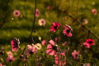 Fleurs Cosmea