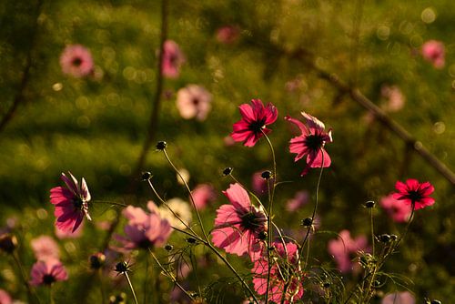 Blumen Cosmea