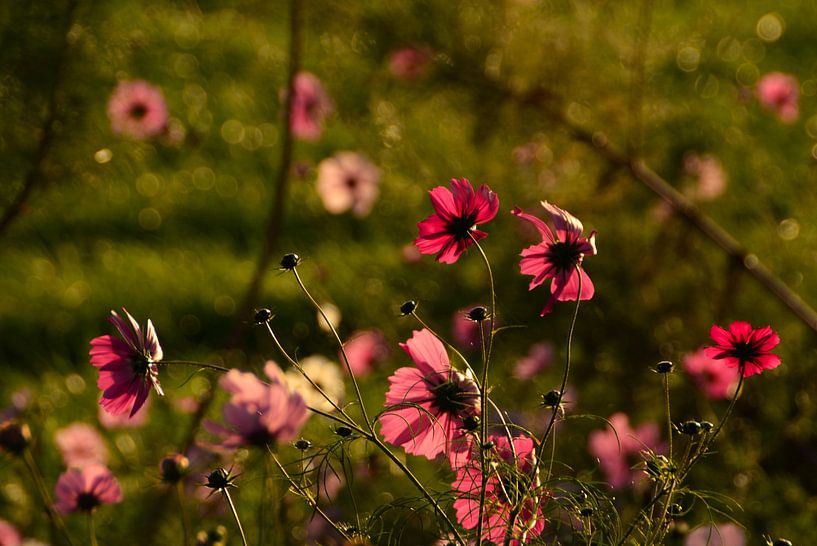 Blumen Cosmea von Franklin Smit