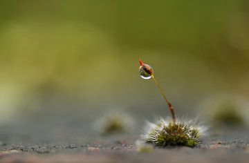 Étoile murale sur Frank Smedts