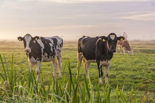 Junge Kühe im Morgennebel