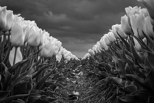 Tulipfield in black and white