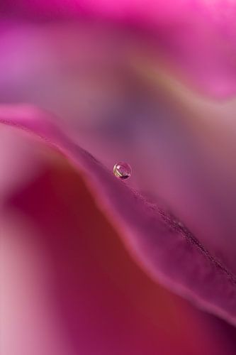 Abstrakt in Rosa: Tropfen auf einem gewellten Blatt von Marjolijn van den Berg