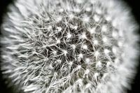 Blaasbloem in detail (rijpe paardenbloem)